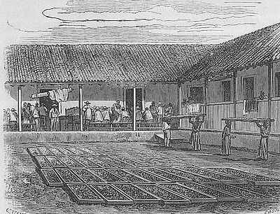 S&eacute;chage de cacao