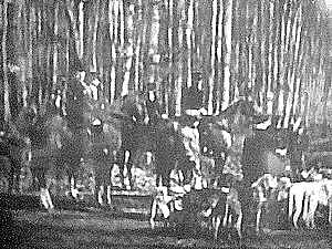 D&eacute;couplage des chiens &agrave; la "Queue d'Ham"