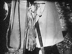 Les honneurs de la patte